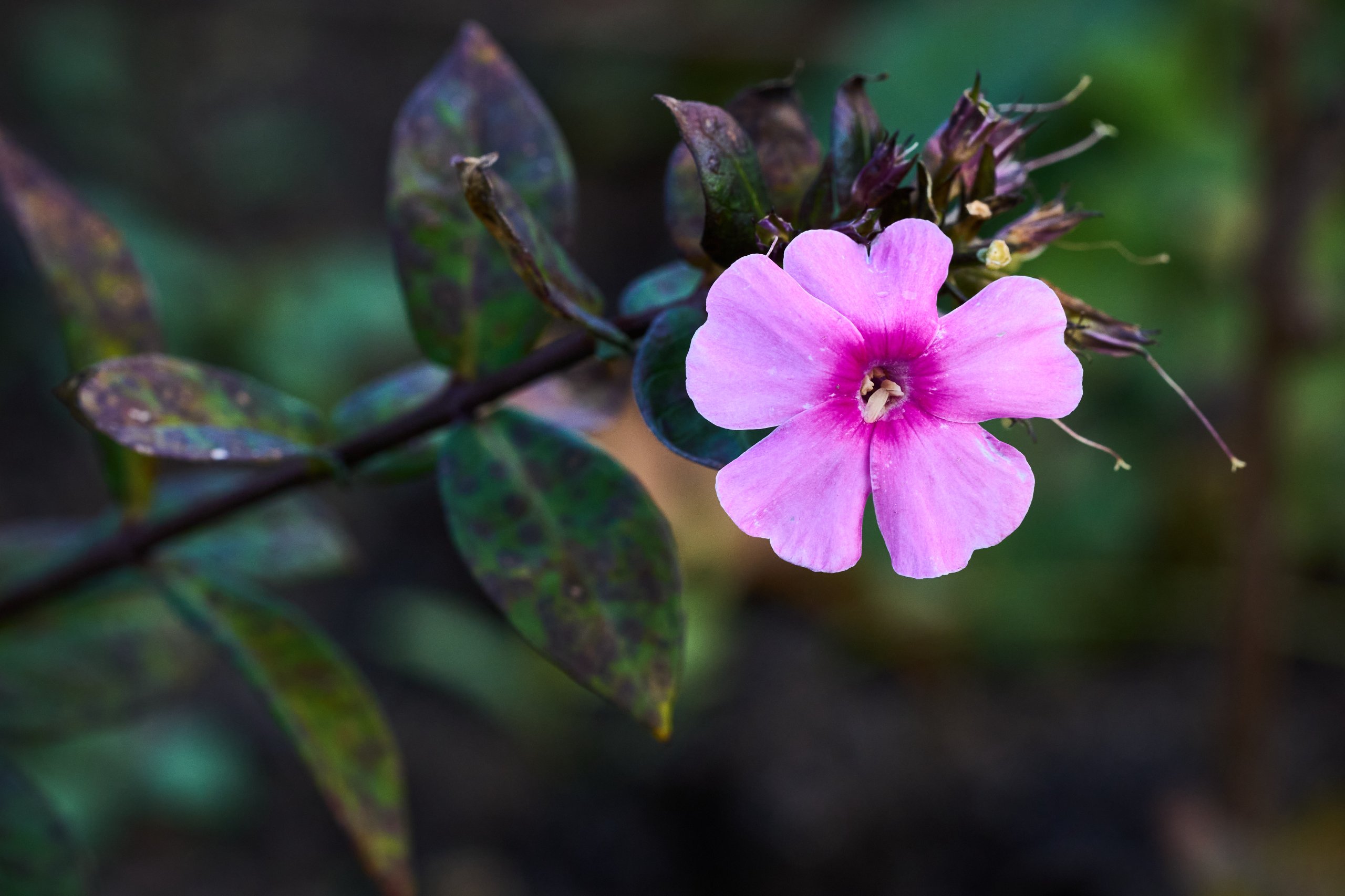 2025 11 02 Gruga 0053